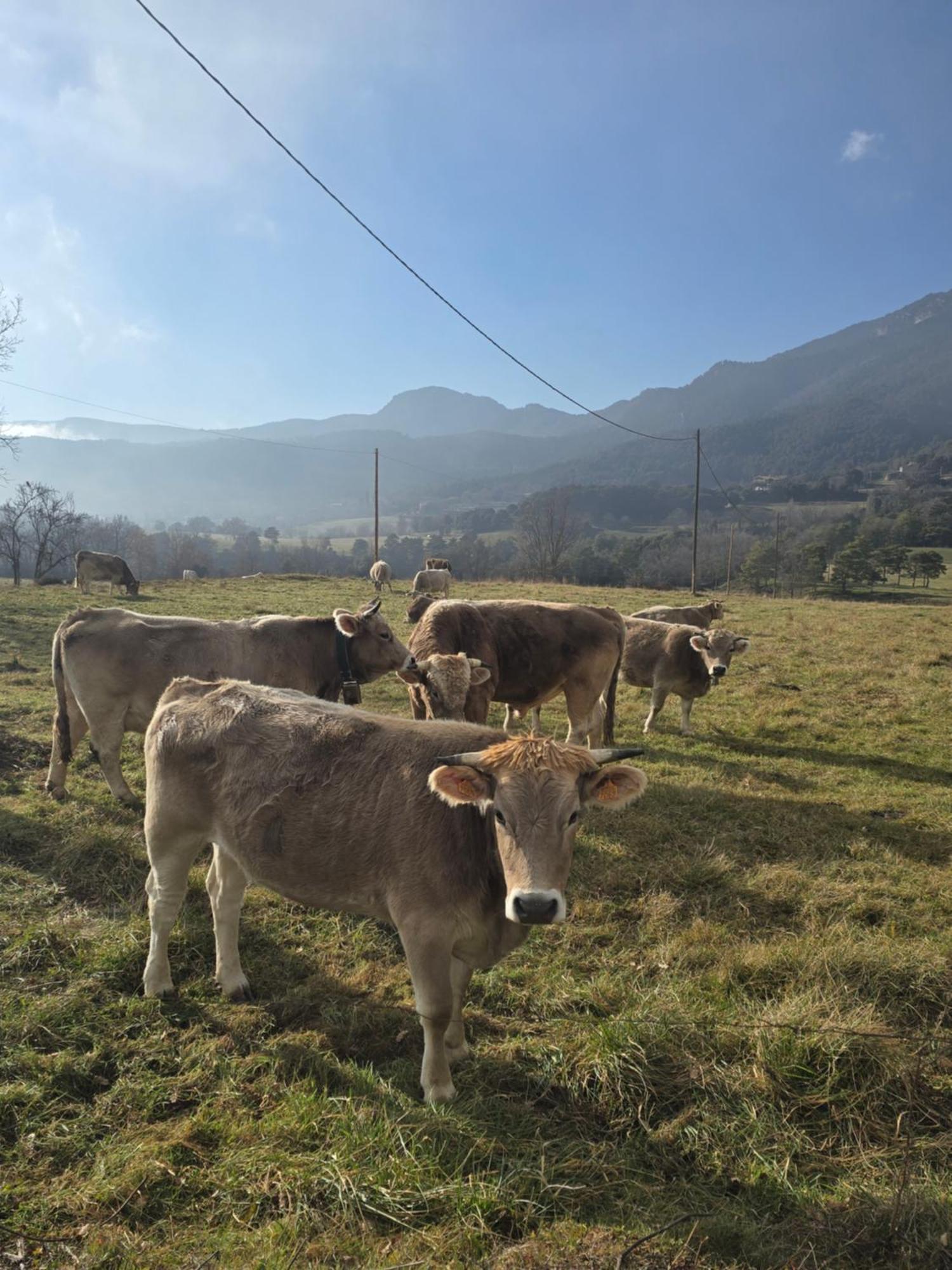 Complex Rural Can Caubet Берга Екстериор снимка